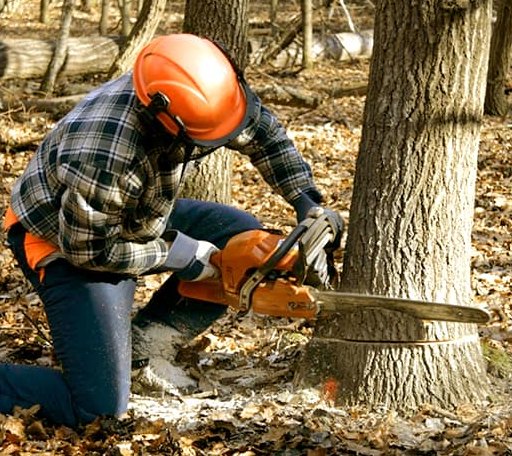 Tree Removal in Lillian, TX